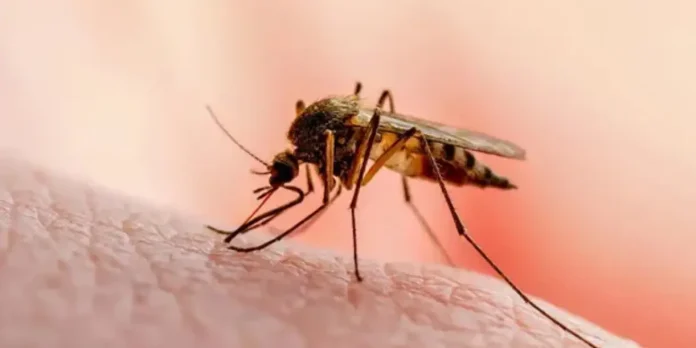 Plantilla Moderna TN8.Ni-Recuperado Foto: ¿Te picó un mosquito y te dio fiebre? No confundás estas señales /TN8