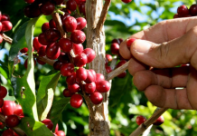 Cosecha de café 2026-2027 generará casi medio millón de empleos en Nicaragua