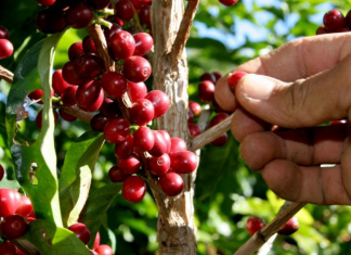 Cosecha de café 2026-2027 generará casi medio millón de empleos en Nicaragua