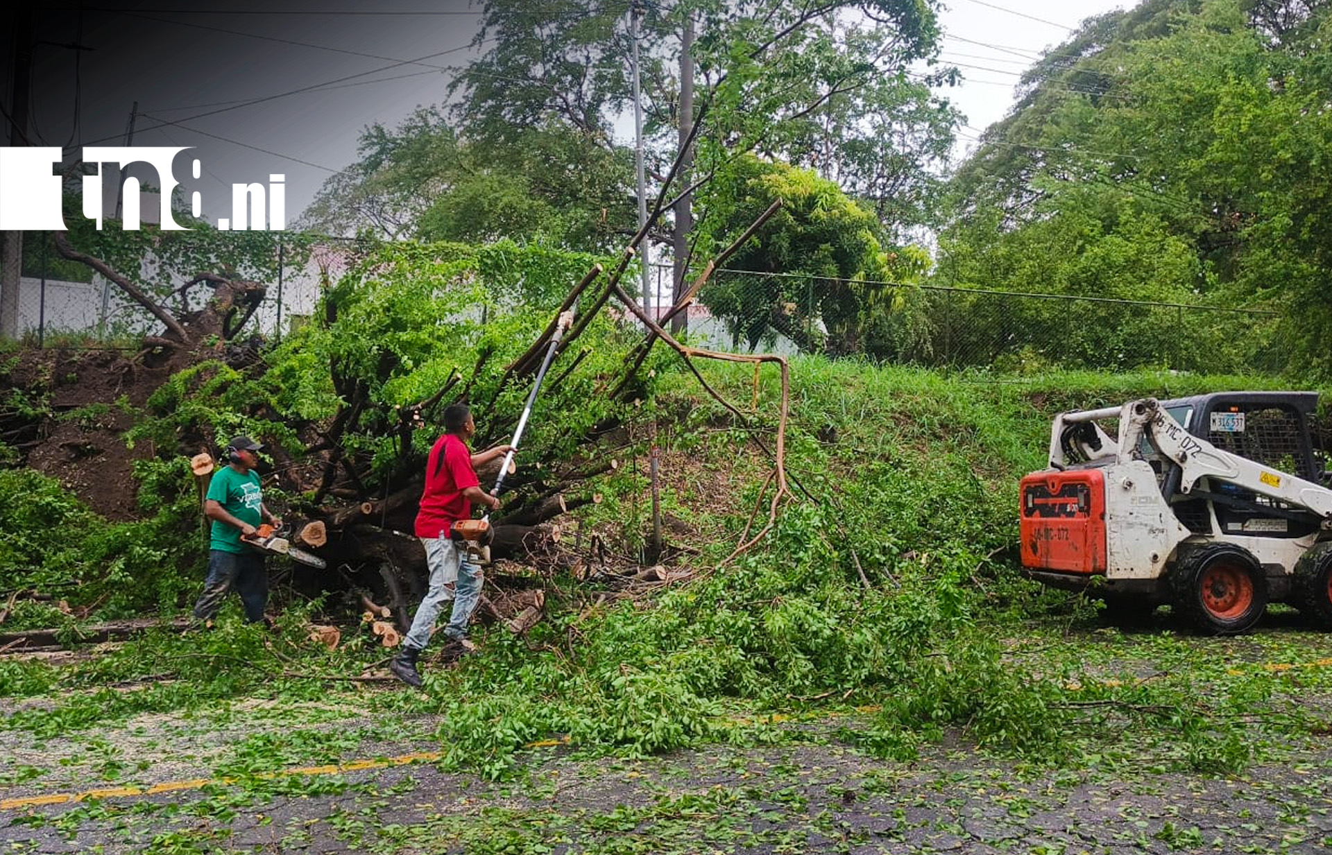 Foto: Árbol cae tras fuerte aguacero y complica el tránsito en Managua/ Cortesía