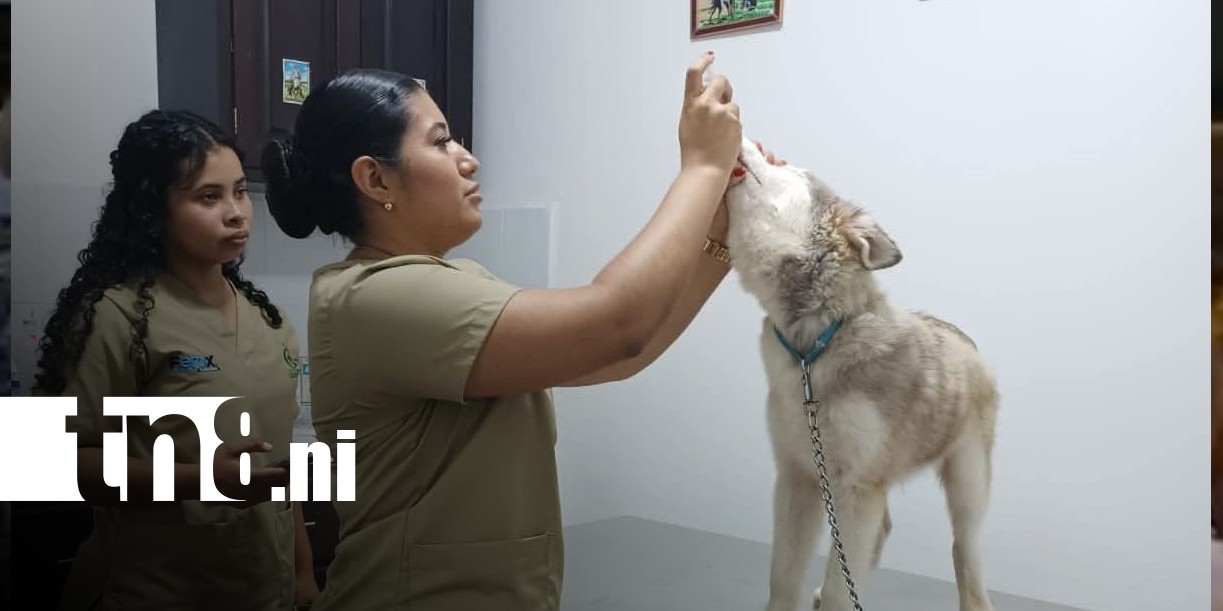 Foto: Veterinaria de Bluefields recomienda acciones contra el maltrato animal / TN8