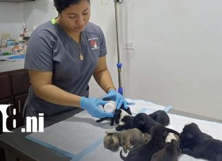 Foto: Veterinaria de Bluefields recomienda acciones contra el maltrato animal / TN8