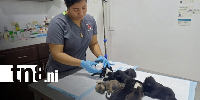 Foto: Veterinaria de Bluefields recomienda acciones contra el maltrato animal / TN8 Foto: Veterinaria de Bluefields recomienda acciones contra el maltrato animal / TN8