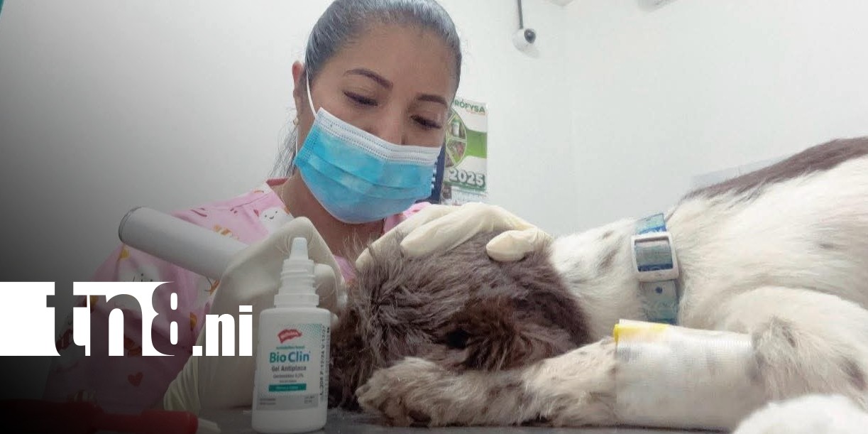 Foto: Veterinaria de Bluefields recomienda acciones contra el maltrato animal / TN8