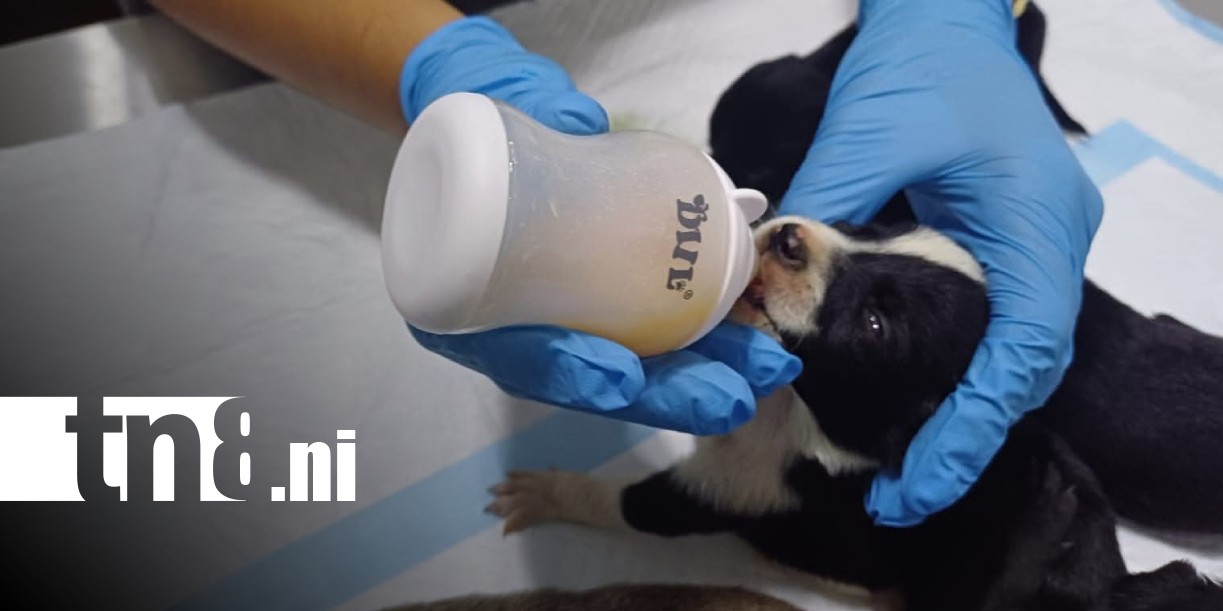 Foto: Veterinaria de Bluefields recomienda acciones contra el maltrato animal / TN8