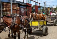 Foto: Carretoneros en Managua / Alcaldía de Managua