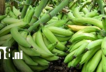El plátano de Moyogalpa conquista mercados de Costa Rica y El Salvador Foto: Producción de plátano en Moyogalpa / TN8