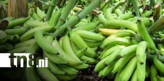 Foto: Producción de plátano en Moyogalpa / TN8