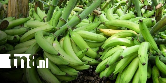 Foto: Producción de plátano en Moyogalpa / TN8
