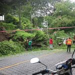 Árbol cae tras fuerte aguacero y complica el tránsito en Managua