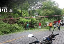 Árbol cae tras fuerte aguacero y complica el tránsito en Managua